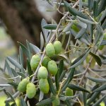 Le Olive per l’extravergine