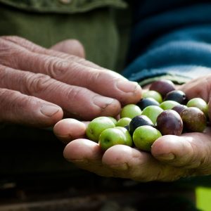 Le Olive di Savignano 100 kg