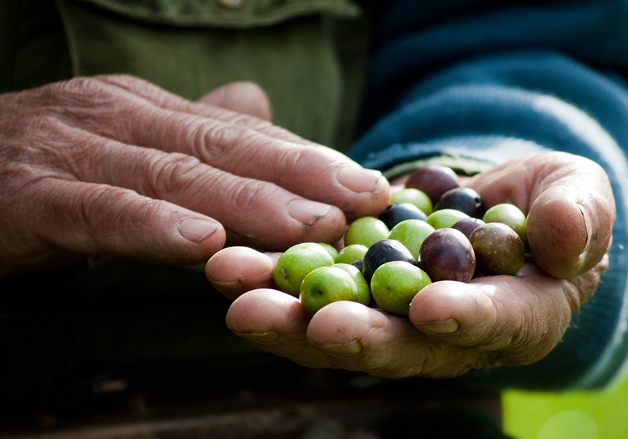 Le Olive di Savignano 100 kg